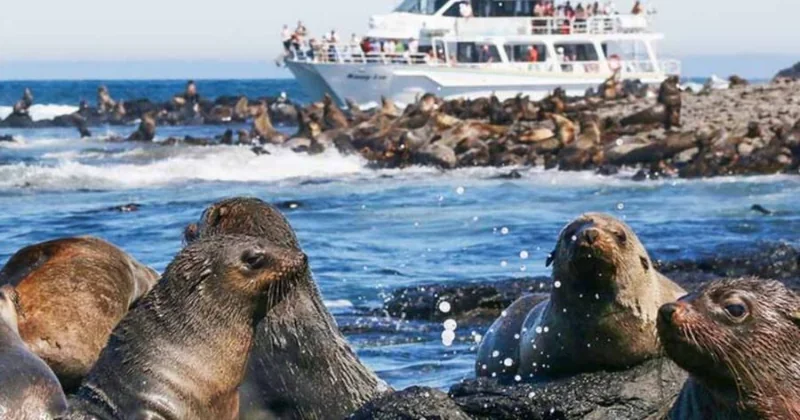 Pinguin-Parade & Seal Rocks-Kreuzfahrt