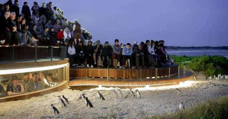 Kleingruppen-Tour zu den Pinguinen & zur Tierwelt