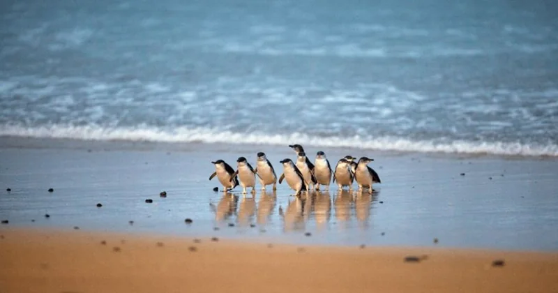 Pinguin-Parade & 3 Parks Pass