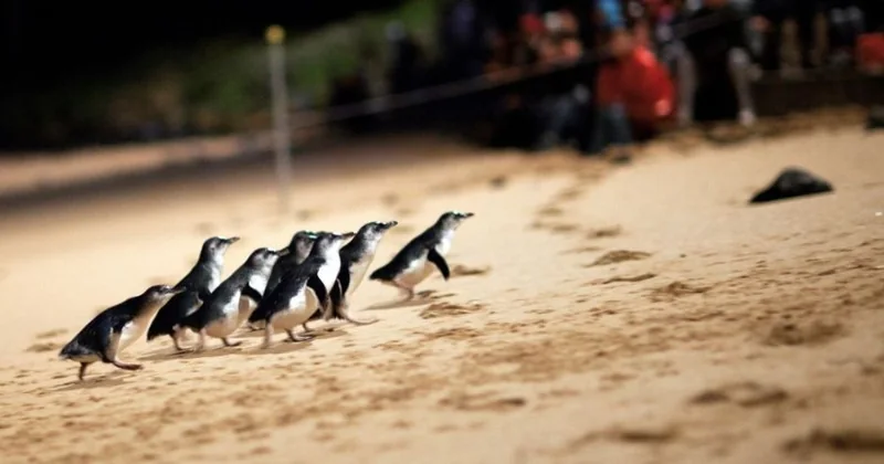 Penguin Parade General Viewing Ticket